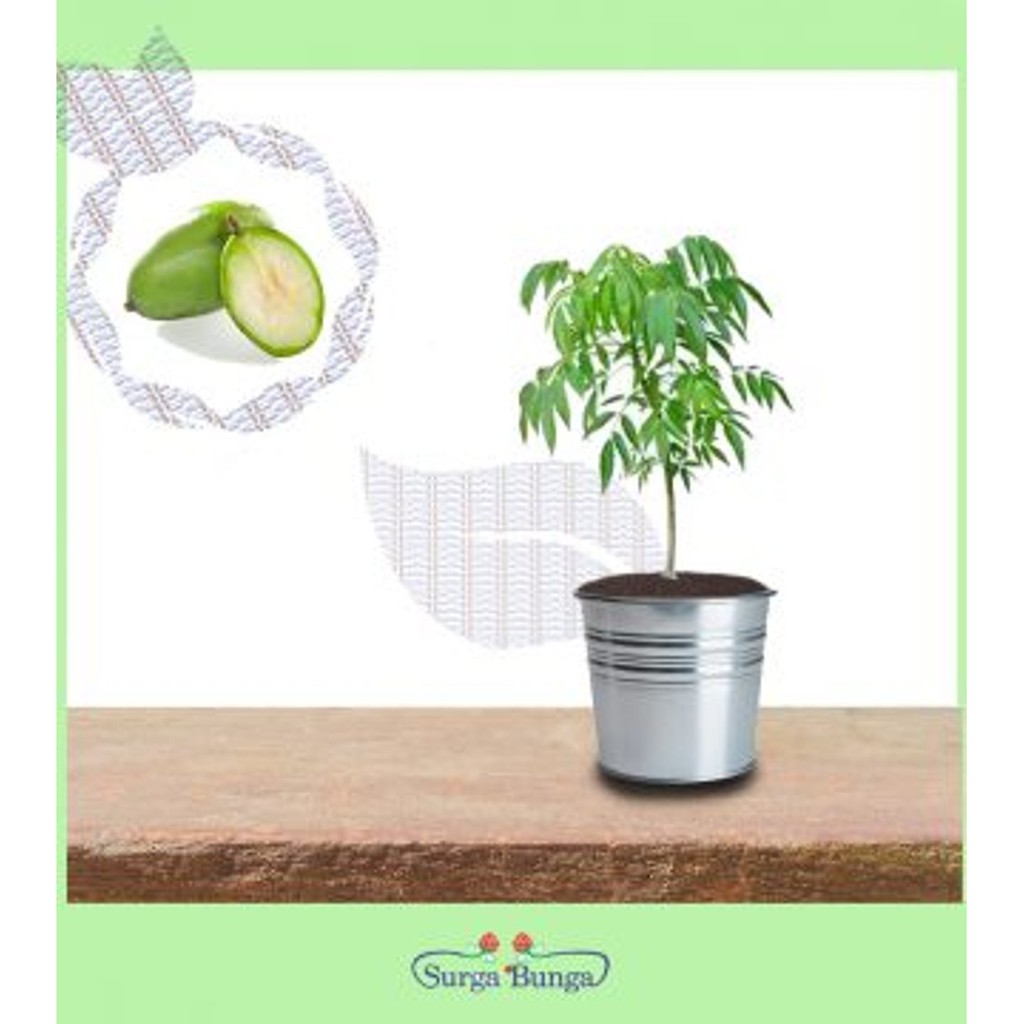 kedondong bibit tanaman buah tambulampot