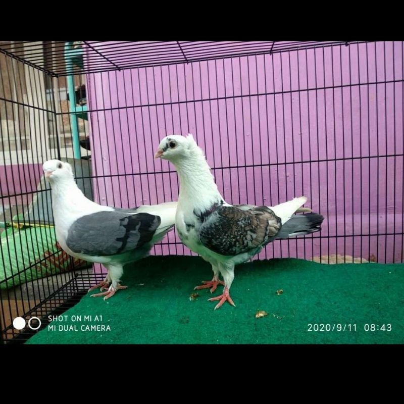 burung merpati/ merpati santinete /sepasang