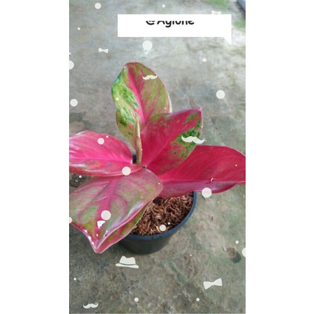 Aglonema Red Exotic super merah Roset Rimbun Murah meriah | TANAMAN HIAS MURAH  | unik | Tanaman Rum
