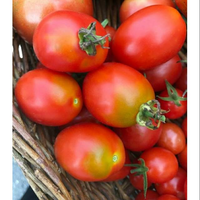 

Tomat Kualitas Super per 250 gram