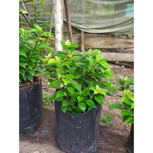 Bougenville singapore Ungu original dan Merah fanta