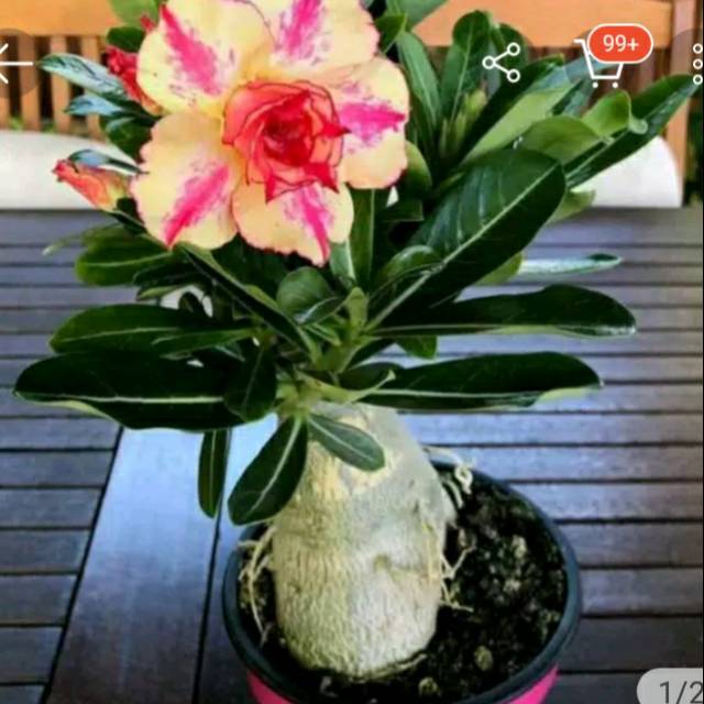 

Promo!!bibit bunga kamboja Japan bonsay