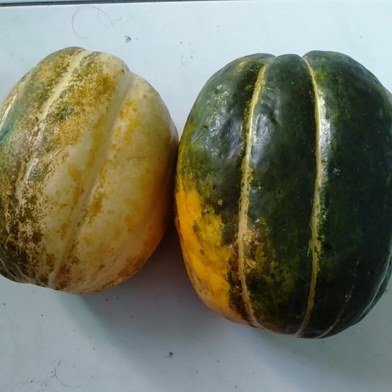 

Buah BLEWAH BELEWA BELEWAH