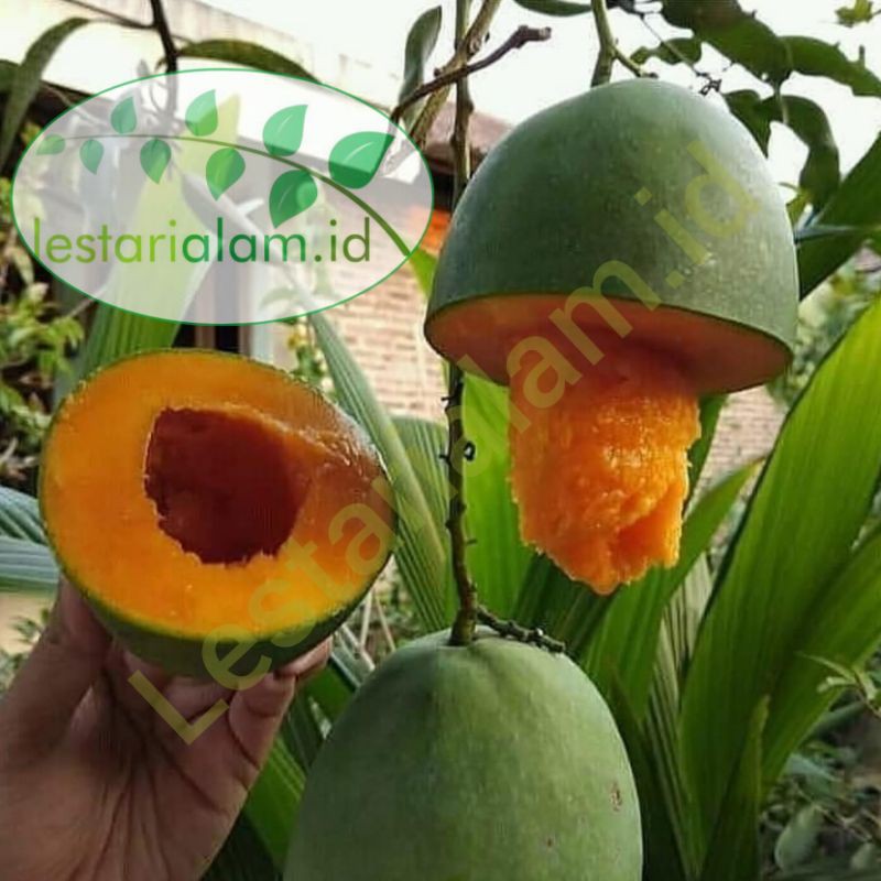 Bibit pohon arumanis bibit buah mangga arumanis