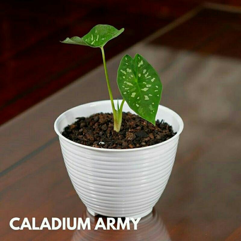 Tanaman hias keladi bercak putih-Tanaman hias-Keladi tutul putih-Macan tutul putih-PROMO keladi