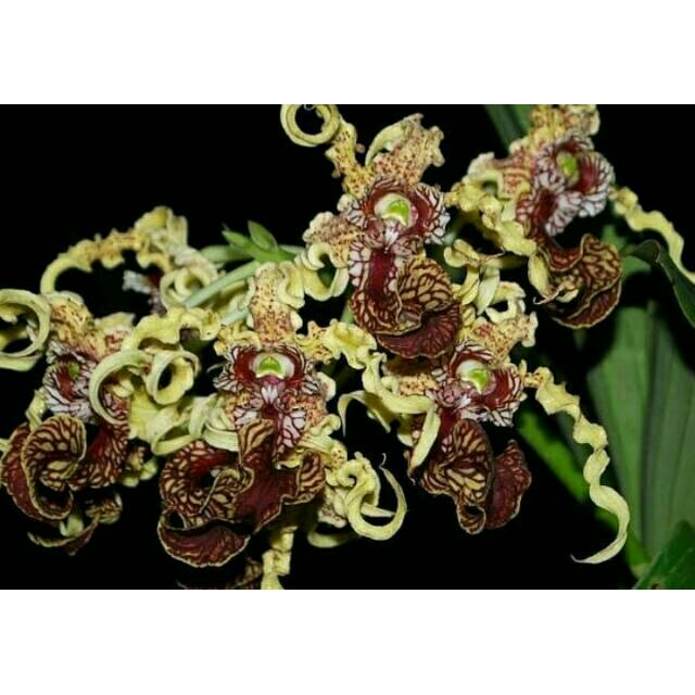 Seedling Dendrobium Spectabile