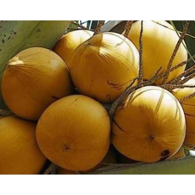 

Buah Kelapa Gading Muda Segar 1 Kg Murah [ UTUH BELUM DI KUPAS ] beli3 gratis1