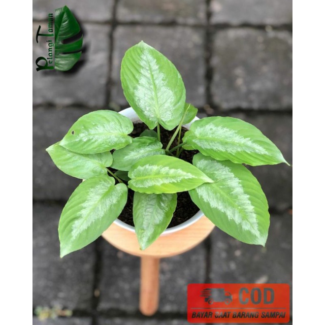 TANAMAN HIAS HOMALOMENA SILVER homalomena silver