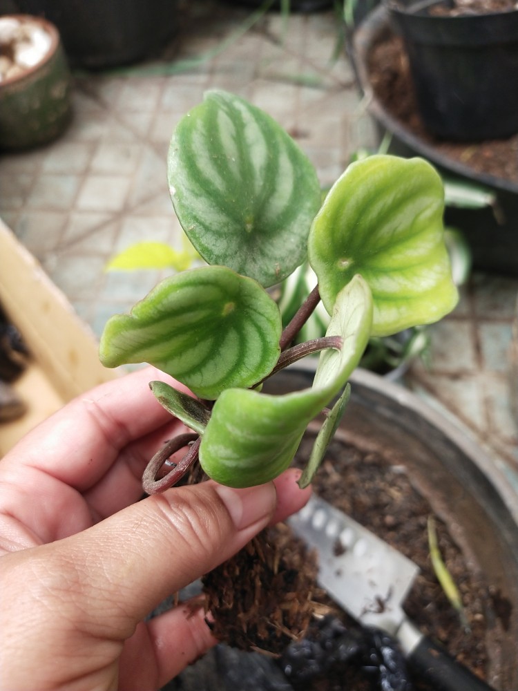 Tanaman Hias Peperomia Water Melon