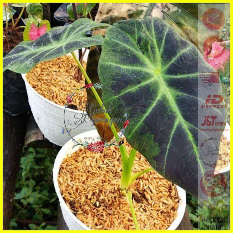 [200g] Keladi Cemong black magic Black Beauty keladi hitam (sedang dan besar)