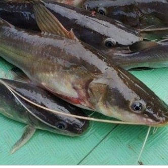 

Ikan Baung laut 500gram
