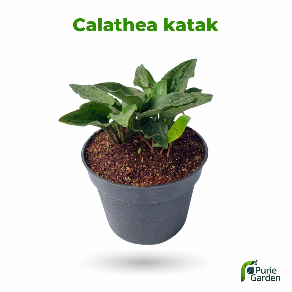 Tanaman Hias Hidup Calathea Keladi Katak Daun Tutul Per Umbi PG KDR