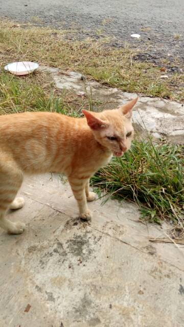 Obat Jamur Kucing Scabies ampuh Jamur Kutu Parasit Cacing Hati Gatal Kulit obat jamur P2