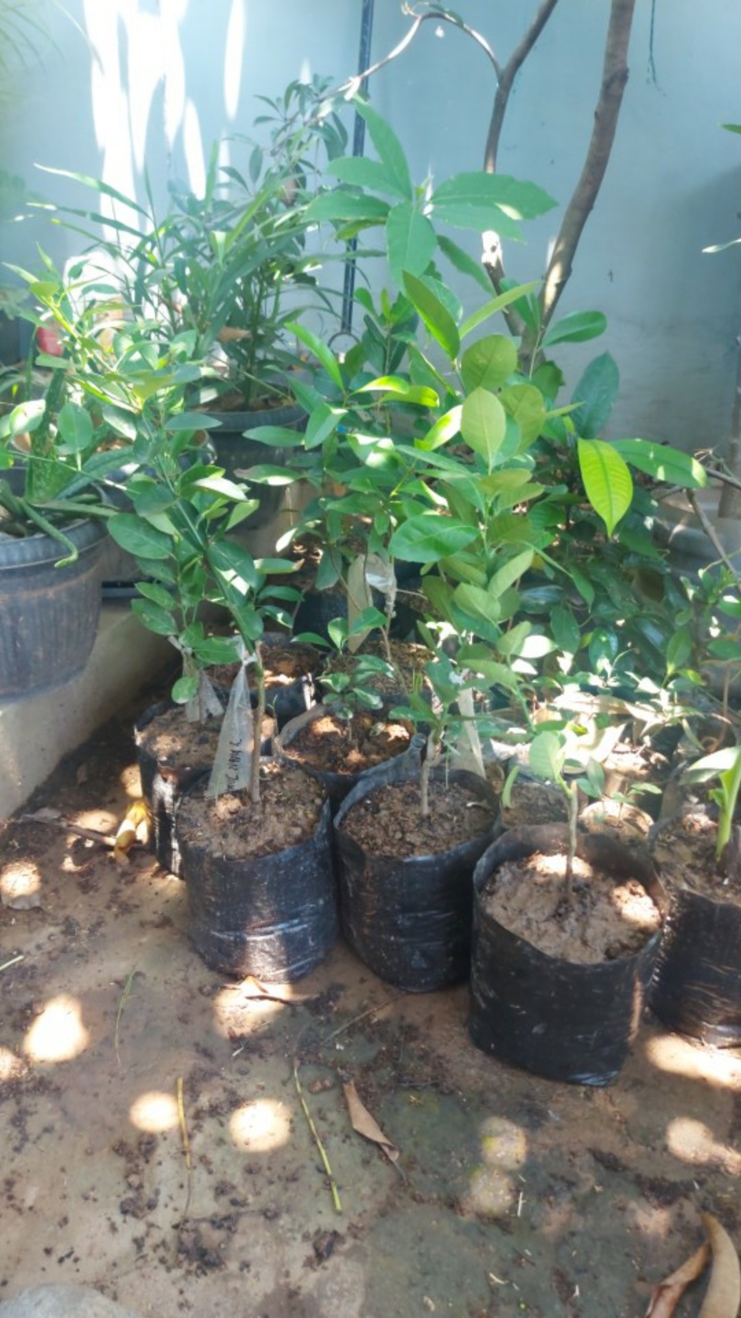 Bibit Jeruk Lemon Amerika