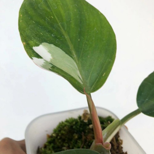 philodendron white knight