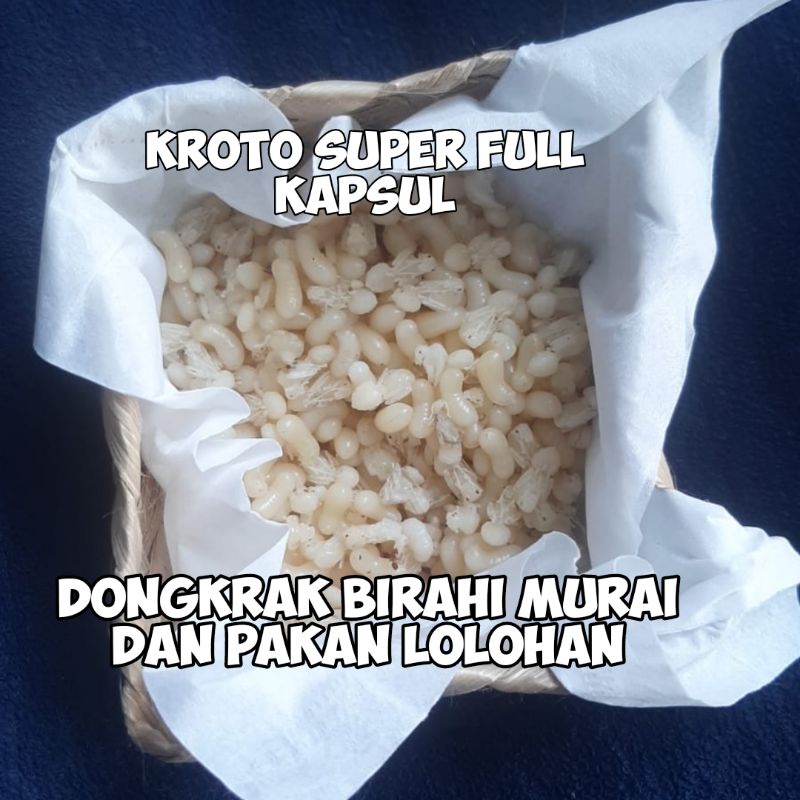 KROTO SUPER FULL KAPSUL KROTO BADUY SUPER SEGAR INSTANT 1ONS 
