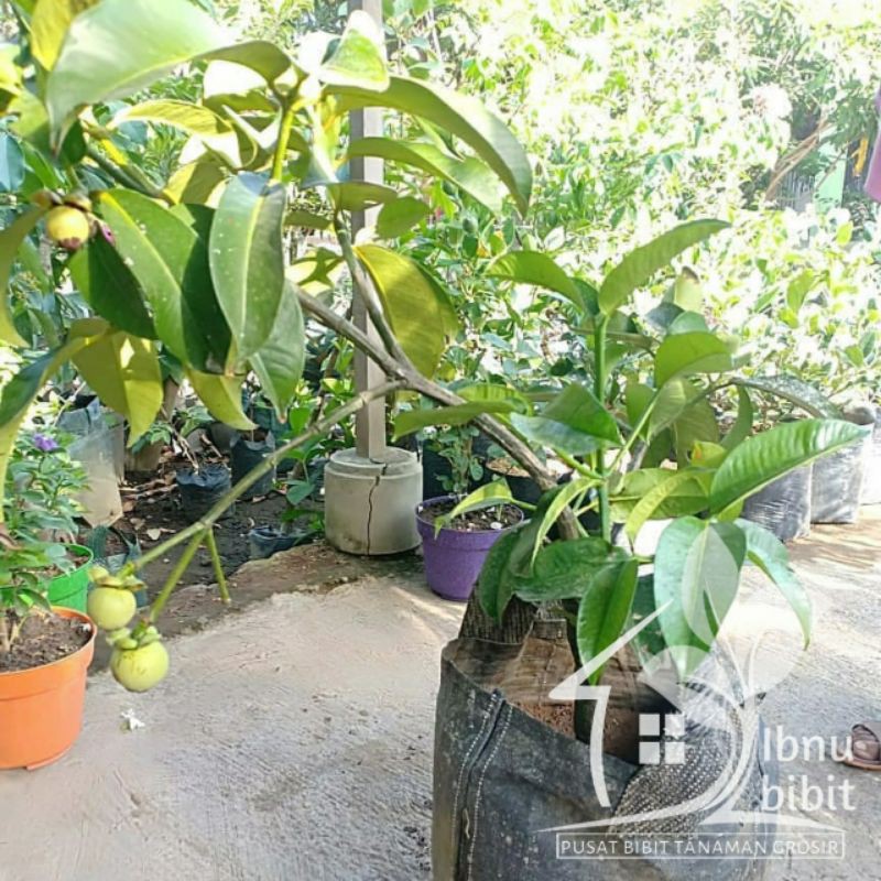 Bibit Buah Manggis Bisa Berbuah Dalam Pot