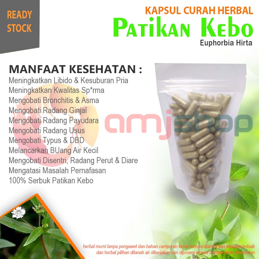 

Kapsul curah herbal patikan kebo kapsul herbal bronchitis asma radang ginjal usus tipus dbd