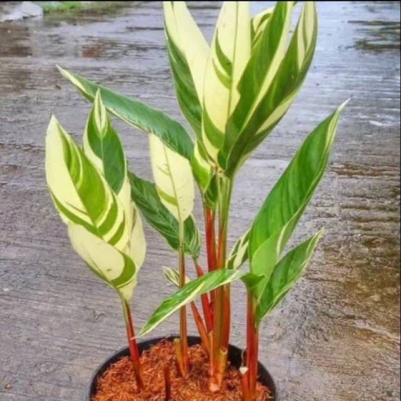 Tanaman hias pisang pisangan/pisang variegata- tanaman indoor