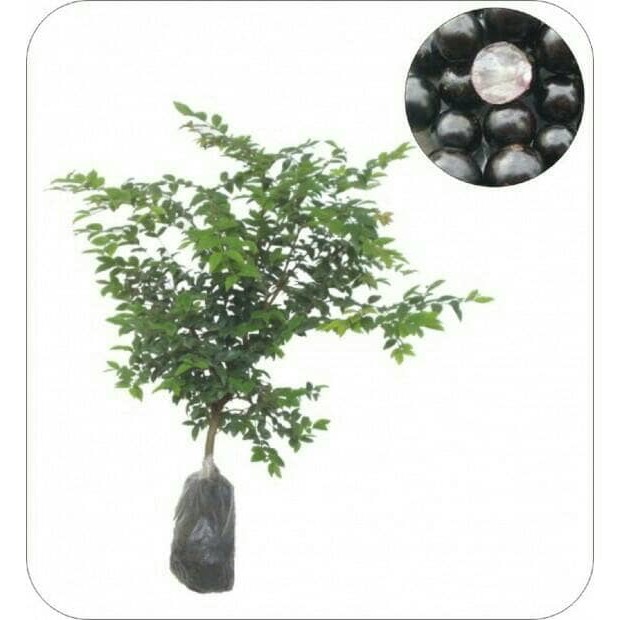 tanaman buah anggur brazil, anggur pohon, jaboticaba