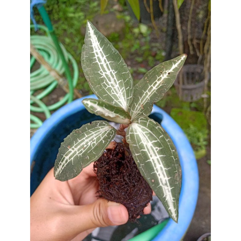 anggrek permata Jewel Orchid