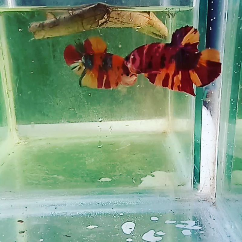 ikan cupang nemo paket sepasang