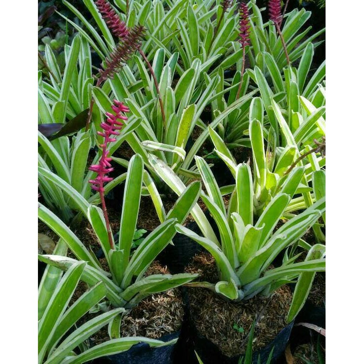 Pohon bromelia varigata Tanaman hias bromelia putih Bromelia varigata  bromeliad  bromelia variegata