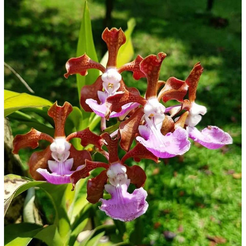 Anggrek Vanda Insignis | Vanda Plant's | Vanda Bunga Cantik