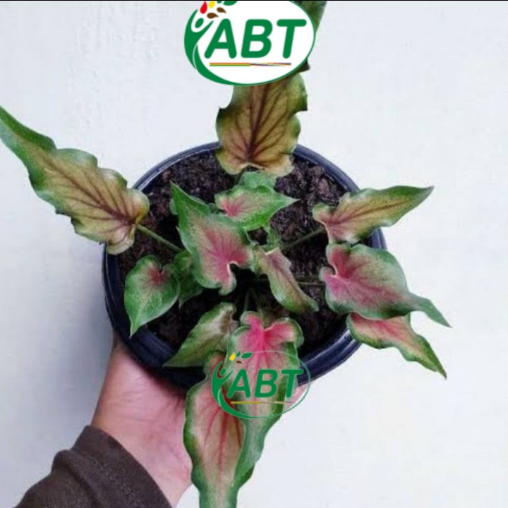 Keladi Keris - keladi keris merah - caladium lidah api