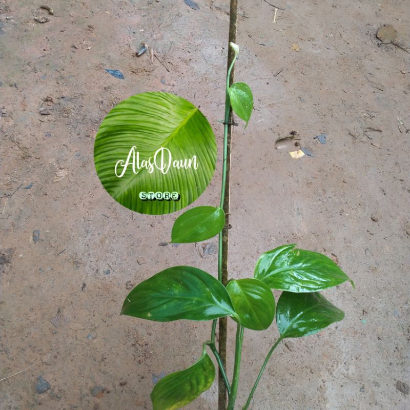

Philodendron hutan lokal