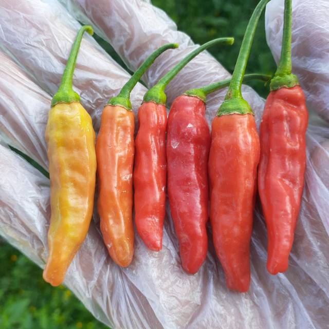 

Jual Cabe cabai rawit