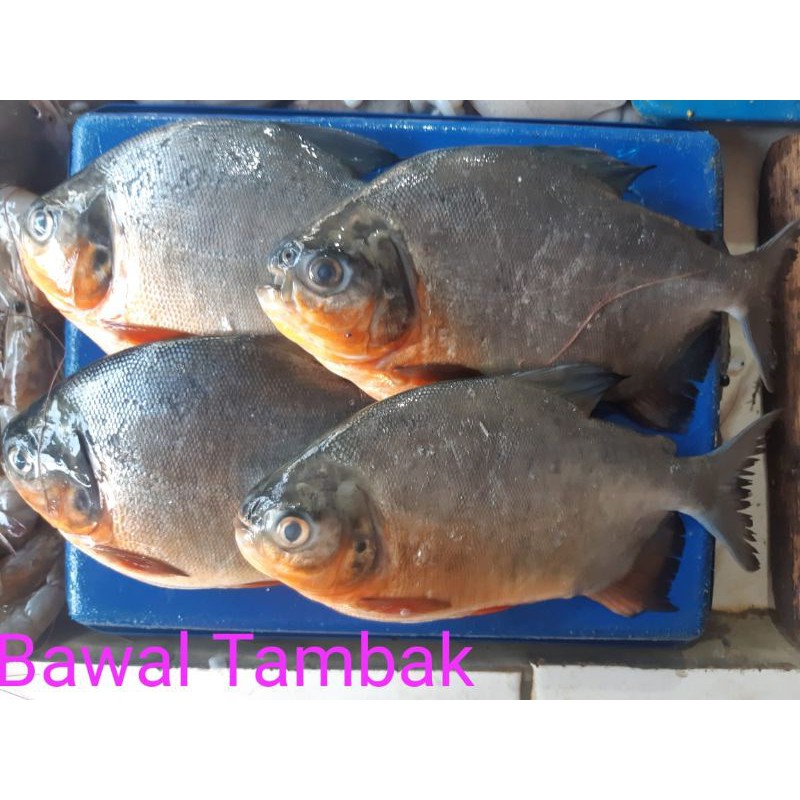 

BAWAL EMPANG:/500grm