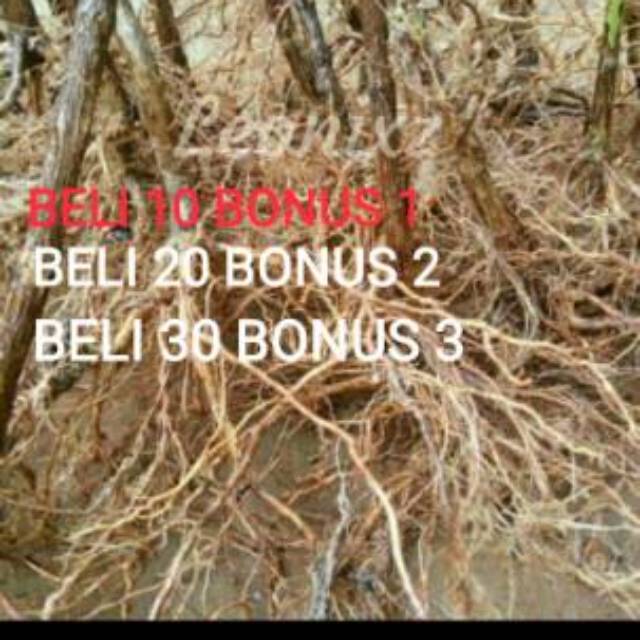  AKAR  SENGGANI UNTUK HIASAN  AQUASCAPE AQUARIUM  Shopee 