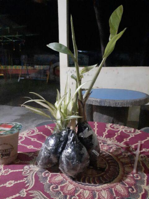 Tanaman Pisang Songgo Langit
