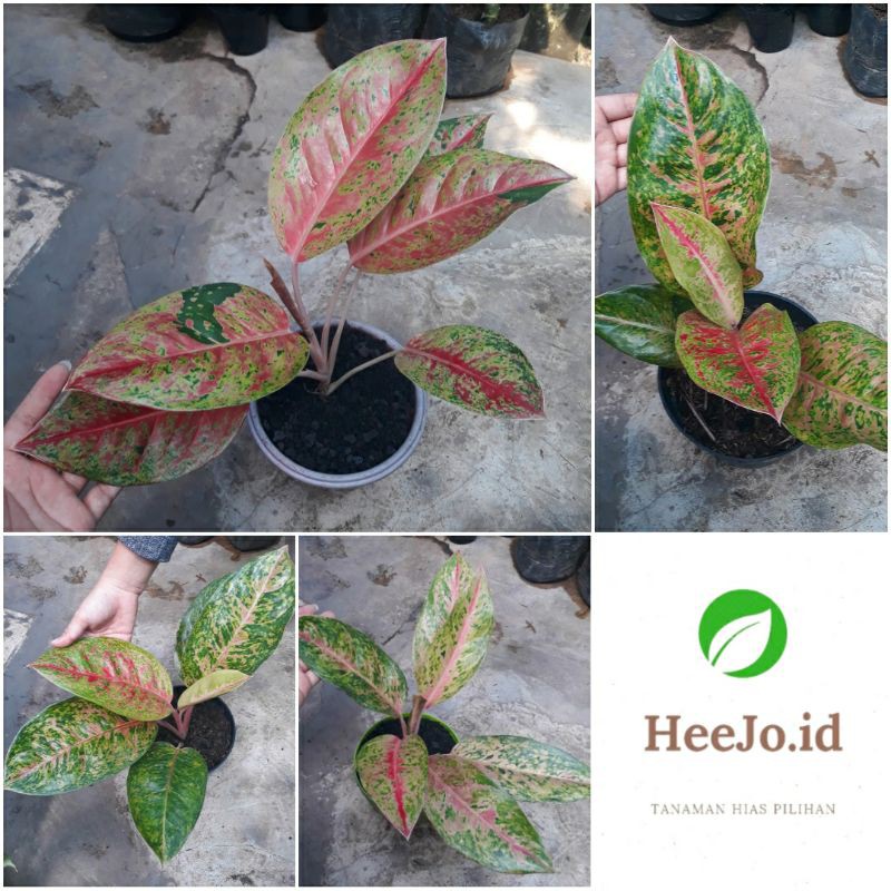 Aglonema Big Roy Lulaiwan / Aglonema Bigroy / Aglonema Lulaiwan