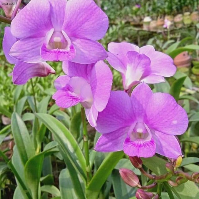 Pohon Anggrek Dendrobium Fuchsia Dewasa Siap Spike