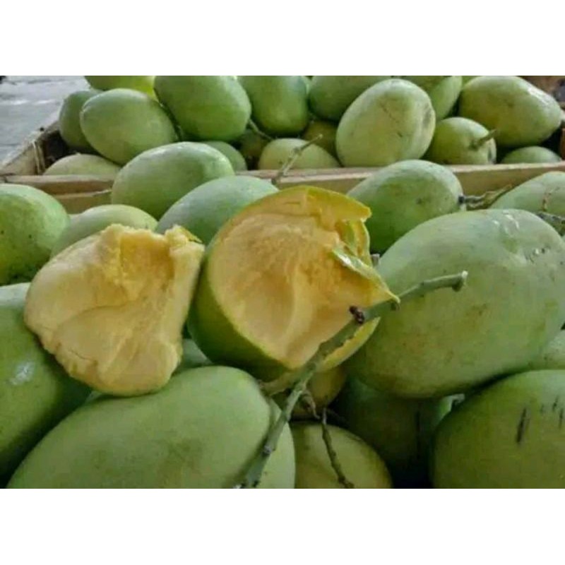 

mangga pertanian