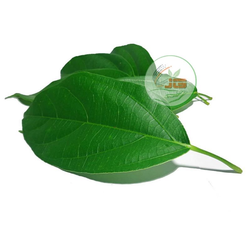 

Daun Cincau Hijau Perdu 10 Lembar