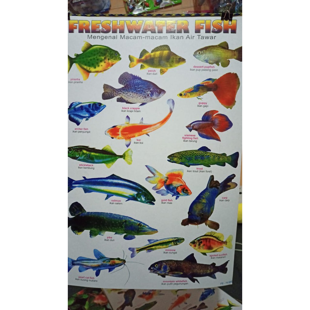 Poster Jenis Ikan Air Tawar P60 Shopee Indonesia