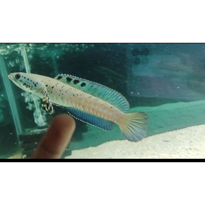 orna yellow lips 5-6 cm