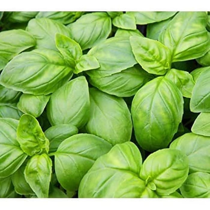 Haira Seed BIbit-Biji Basil Italian Large Leaf Organik