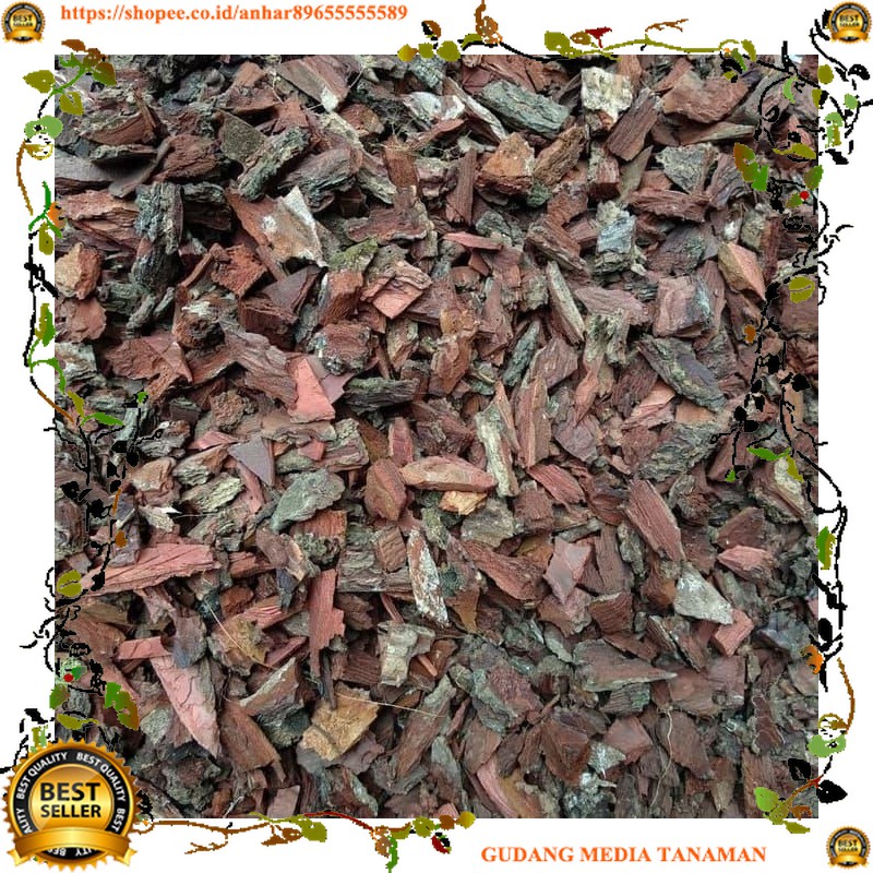 MEDIA PINUS CACAH UMKM SIDOMORO KEBUMEN I MEDIA