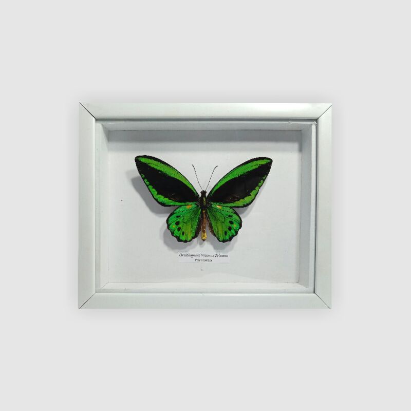 Frame_Awetan_Serangga