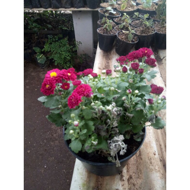 Tanaman Hias Bunga Krisan-BUNGA KRISAN-PROMO KRISAN BUNGA HIAS-Tanaman Hias Promo Bunga Krisan