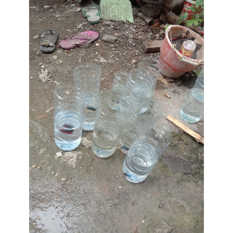 ikan cupang cendolan