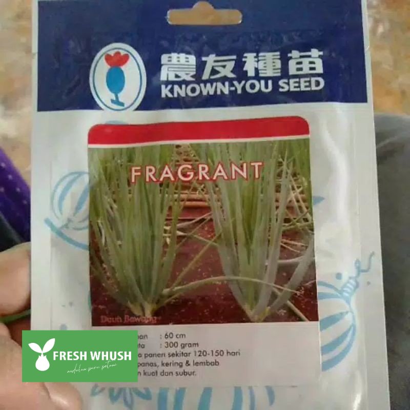 

bibit Fragrant Bawang Daun 10gr daun pre benih bawang daun