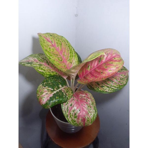 aglonema mutasi andini import