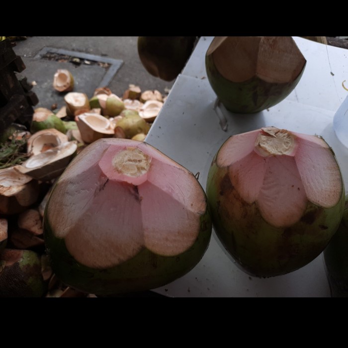 

Buah Kelapa Ijo Obat - 1 Buah