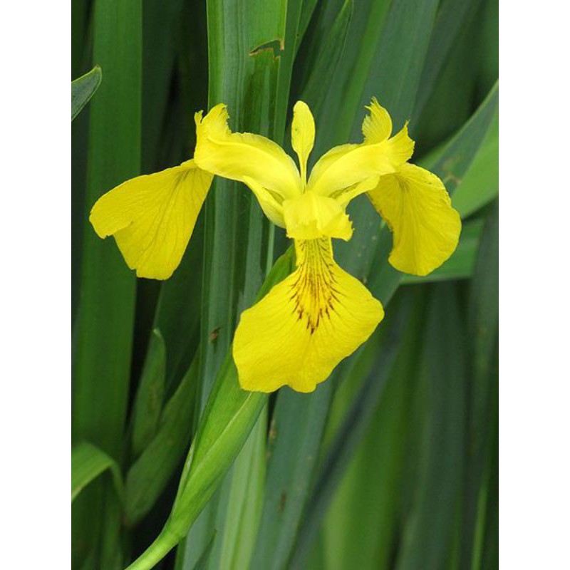 Tanaman Bunga iris kuning