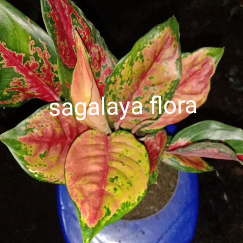 Aglaonema / Aglonema Kochin Cameleon Murah